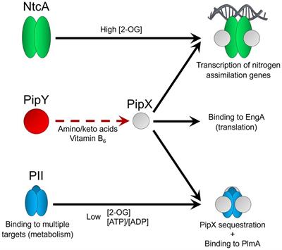 Pleiotropic effects of PipX, PipY, or RelQ overexpression on growth, cell size, photosynthesis, and polyphosphate accumulation in the cyanobacterium Synechococcus elongatus PCC7942